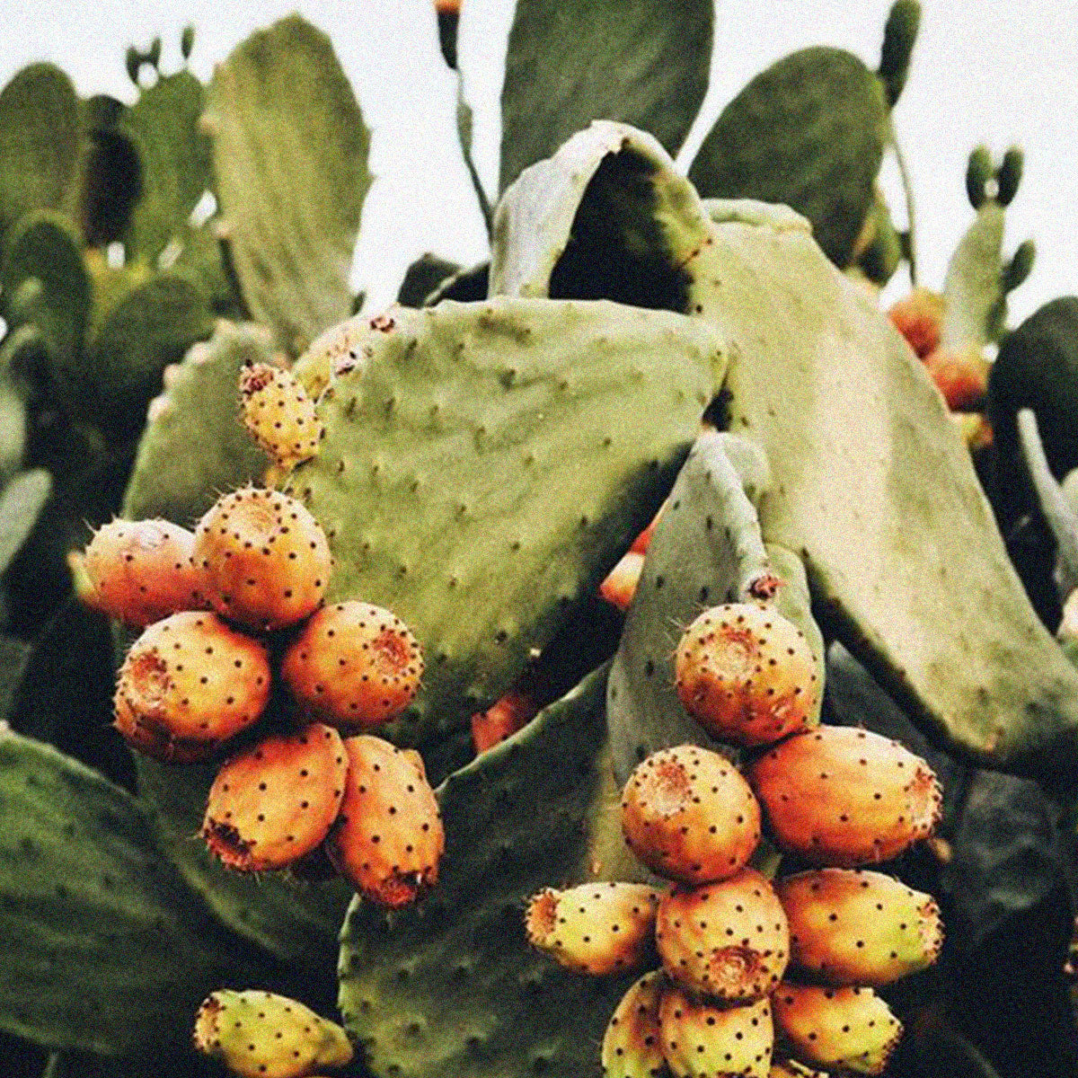 Image of Prickly Pear Cactus